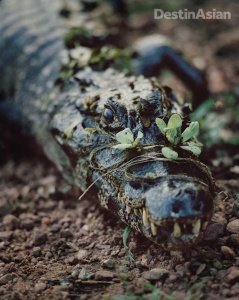 Caiman_basking_at_the_edge_of_a_swamp