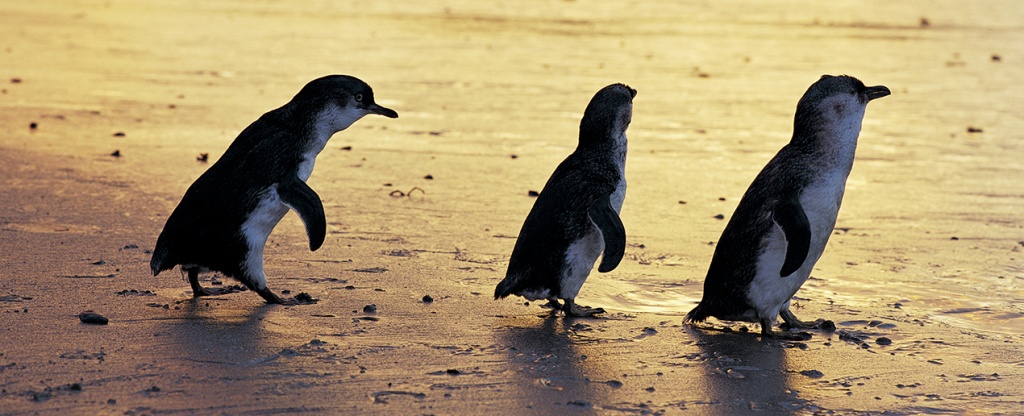 three_penguins