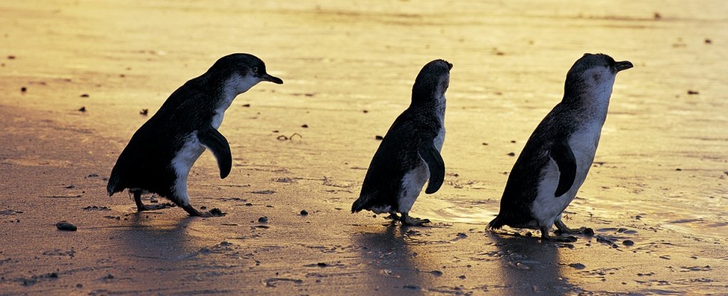 three_penguins