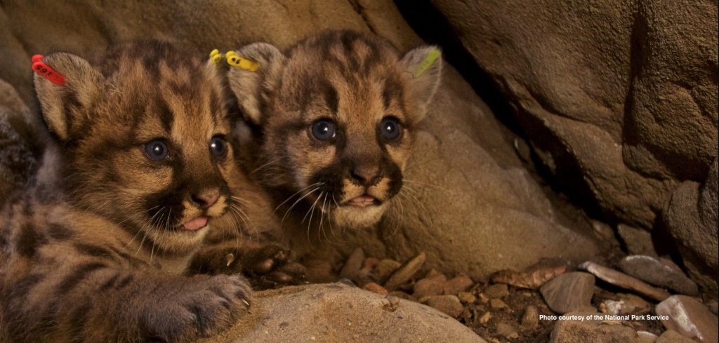 California_cougar_kittens