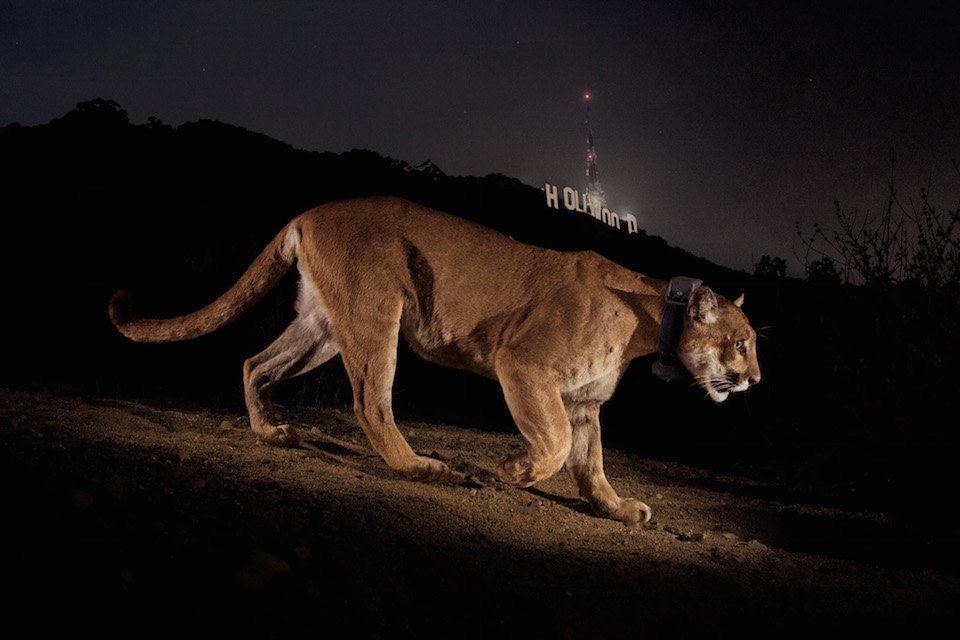 California_cougar_P22_in_Los_Angeles_Griffith_Park