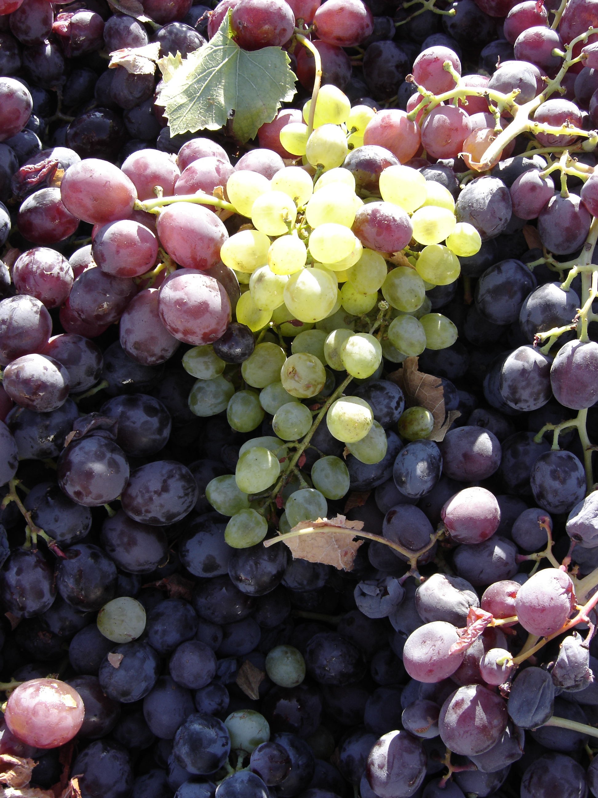 Grapes for Commandaria wine in Cyprus