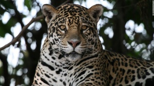 Pantanal Jaguar. Pantanal Wetlands