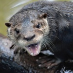 Angry Neotropical Otter