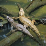 Caiman crocodiles