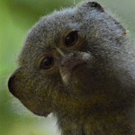 Pigmy Marmoset, World's Smallest Monkey