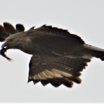 Caracara Falcon