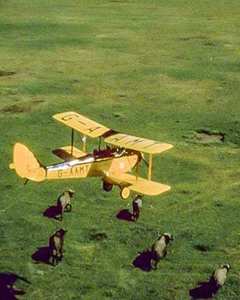 Yellow plane over wild animals